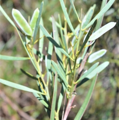 Acacia suaveolens (Sweet Wattle) at Morton National Park - 11 Sep 2020 by plants
