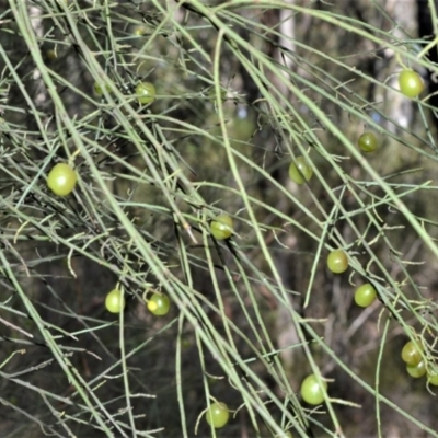 Leptomeria acida (Native Currant, Sour Currant Bush) at Fitzroy Falls, NSW - 12 Sep 2020 by plants