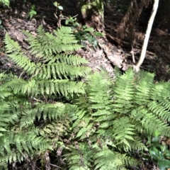 Diplazium australe (Austral Lady Fern) at Fitzroy Falls - 12 Sep 2020 by plants