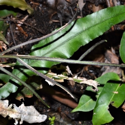 Blechnum patersonii subsp. patersonii (Strap Water Fern) at Fitzroy Falls - 11 Sep 2020 by plants