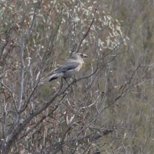 Strepera versicolor at Yarrow, NSW - 12 Sep 2020