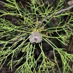 Isopogon anethifolius at Fitzroy Falls - 12 Sep 2020 by plants