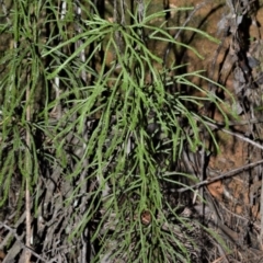 Pseudolycopodium densum (Bushy Club Moss) at Fitzroy Falls, NSW - 12 Sep 2020 by plants