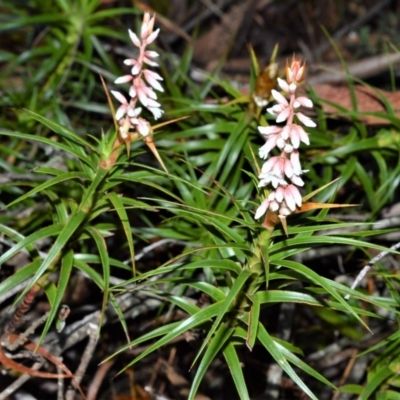 Dracophyllum secundum at Fitzroy Falls, NSW - 12 Sep 2020 by plants