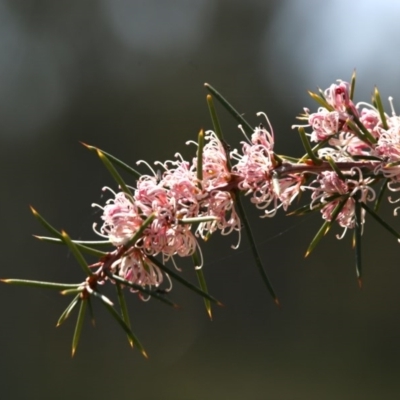 Hakea decurrens subsp. decurrens (Bushy Needlewood) at Bruce, ACT - 11 Sep 2020 by AllanS