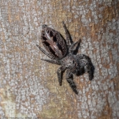 Sandalodes superbus (Ludicra Jumping Spider) at Holt, ACT - 11 Sep 2020 by Roger