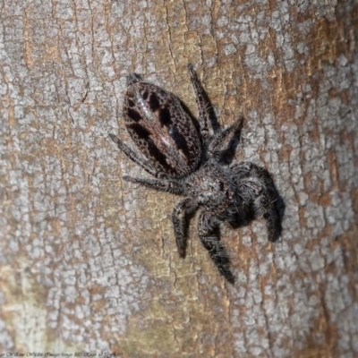 Sandalodes superbus (Ludicra Jumping Spider) at Woodstock Nature Reserve - 11 Sep 2020 by Roger