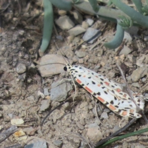 Utetheisa (genus) at Googong Foreshore - 12 Sep 2020