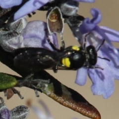 Meroglossa itamuca (A Masked Bee) at Gundaroo, NSW - 11 Sep 2020 by MaartjeSevenster