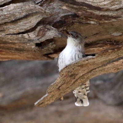 Daphoenositta chrysoptera (Varied Sittella) at Majura, ACT - 12 Sep 2020 by jb2602