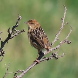 Cisticola exilis at Fyshwick, ACT - 11 Sep 2020