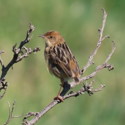 Cisticola exilis (Golden-headed Cisticola) at Fyshwick, ACT - 11 Sep 2020 by RodDeb