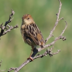 Cisticola exilis at Fyshwick, ACT - 11 Sep 2020