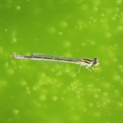 Ischnura aurora at Fyshwick, ACT - 11 Sep 2020