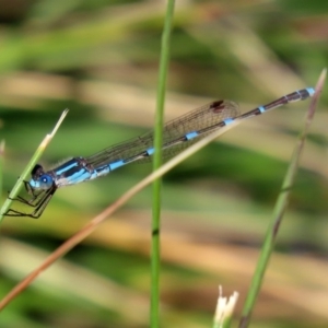 Austrolestes leda at Fyshwick, ACT - 11 Sep 2020