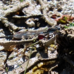 Austrolestes leda at Fyshwick, ACT - 11 Sep 2020