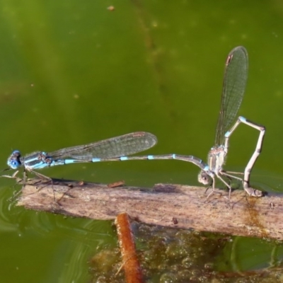 Austrolestes leda (Wandering Ringtail) at Fyshwick, ACT - 11 Sep 2020 by RodDeb