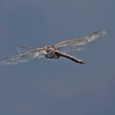 Anax papuensis (Australian Emperor) at Fyshwick, ACT - 11 Sep 2020 by RodDeb