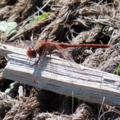 Diplacodes bipunctata (Wandering Percher) at Fyshwick, ACT - 11 Sep 2020 by RodDeb