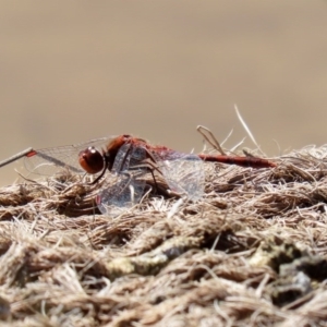 Diplacodes bipunctata at Fyshwick, ACT - 11 Sep 2020