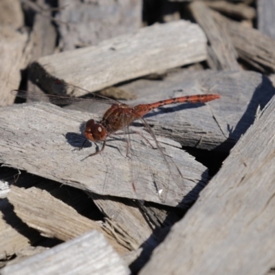 Diplacodes bipunctata (Wandering Percher) at Fyshwick, ACT - 11 Sep 2020 by RodDeb