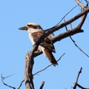 Dacelo novaeguineae at Fyshwick, ACT - 11 Sep 2020