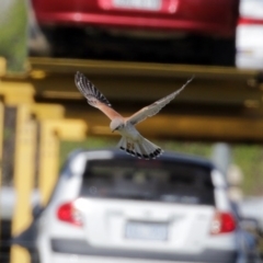 Falco cenchroides (Nankeen Kestrel) at Fyshwick, ACT - 11 Sep 2020 by RodDeb