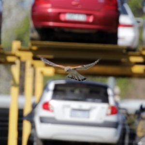 Falco cenchroides at Fyshwick, ACT - 11 Sep 2020