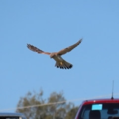 Falco cenchroides at Fyshwick, ACT - 11 Sep 2020