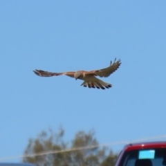 Falco cenchroides at Fyshwick, ACT - 11 Sep 2020