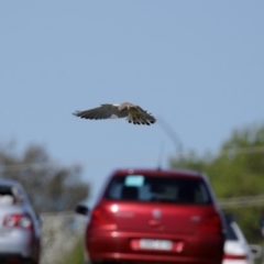 Falco cenchroides at Fyshwick, ACT - 11 Sep 2020