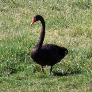 Cygnus atratus at Fyshwick, ACT - 11 Sep 2020