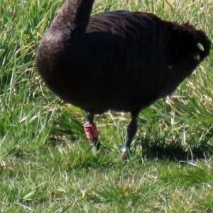 Cygnus atratus at Fyshwick, ACT - 11 Sep 2020