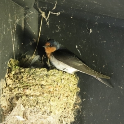 Hirundo neoxena (Welcome Swallow) at Fyshwick, ACT - 11 Sep 2020 by RodDeb