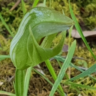 Pterostylis curta (Blunt Greenhood) at Green Cape, NSW - 11 Sep 2020 by JenniferWillcox