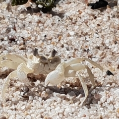 Ocypode cordimana (Smooth-Handed Ghost Crab) at Green Cape, NSW - 11 Sep 2020 by JenniferWillcox