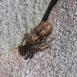 Servaea sp. (genus) at Hawker, ACT - 12 Sep 2020