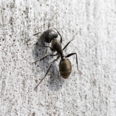 Camponotus aeneopilosus (A Golden-tailed sugar ant) at Hawker, ACT - 12 Sep 2020 by AlisonMilton