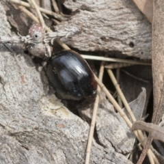 Paropsisterna sp. (genus) (A leaf beetle) at Hawker, ACT - 12 Sep 2020 by AlisonMilton