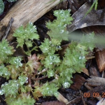 Aphanes arvensis (Parsley Piert) at Fowles St. Woodland, Weston - 8 Sep 2020 by AliceH