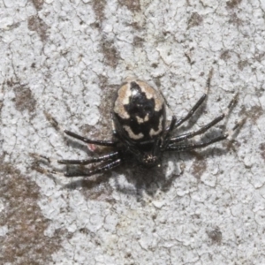 Euryopis splendens at Hawker, ACT - 12 Sep 2020