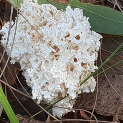 Laetiporus portentosus at Eden, NSW - 7 Sep 2020 by JenniferWillcox