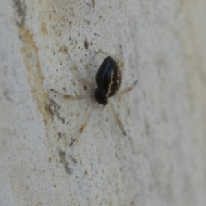 Euryopis umbilicata at Hawker, ACT - 12 Sep 2020