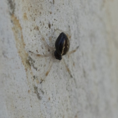 Euryopis umbilicata (Striped tick spider) at Hawker, ACT - 12 Sep 2020 by AlisonMilton