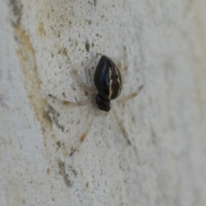 Euryopis umbilicata at Hawker, ACT - 12 Sep 2020