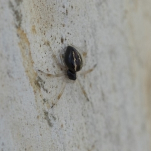 Euryopis umbilicata at Hawker, ACT - 12 Sep 2020