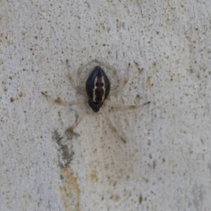 Euryopis umbilicata at Hawker, ACT - 12 Sep 2020