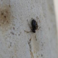 Euryopis umbilicata at Hawker, ACT - 12 Sep 2020