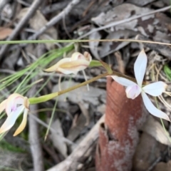 Caladenia ustulata (Brown Caps) at Nanima, NSW - 12 Sep 2020 by 81mv