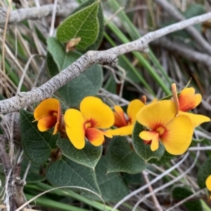 Platylobium montanum subsp. montanum at Nanima, NSW - 12 Sep 2020